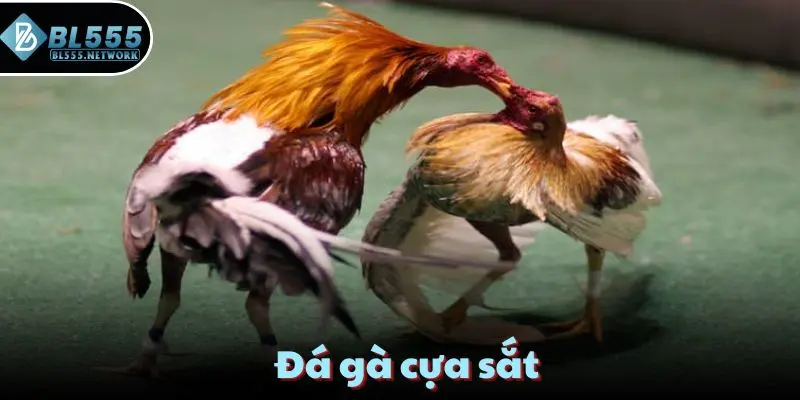 đá gà cựa sắt