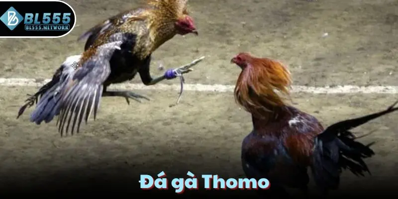 đá gà thomo