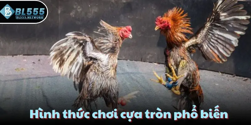 Hình thức chơi cựa tròn phổ biến
