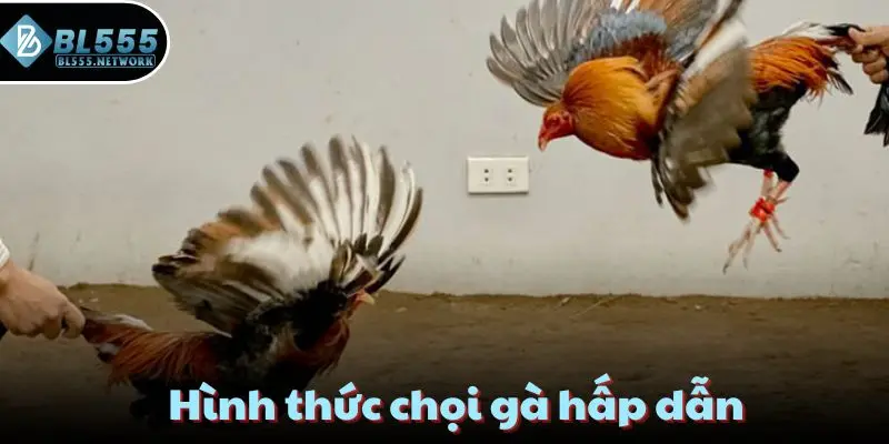 Hình thức chọi gà hấp dẫn