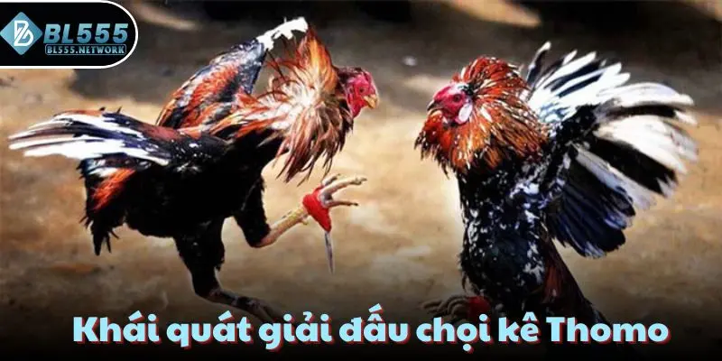 Khái quát giải đấu chọi kê Thomo