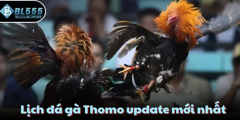 Lịch đá gà Thomo update mới nhất