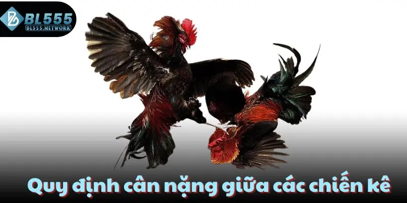 Quy định cân nặng giữa các chiến kê