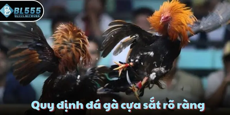 Quy định đá gà cựa sắt rõ ràng